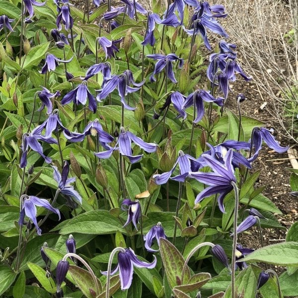 CLEMATIS STAND BY ME BUSH CLEMATIS