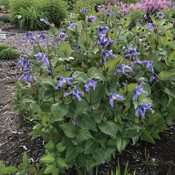 CLEMATIS STAND BY ME BUSH CLEMATIS