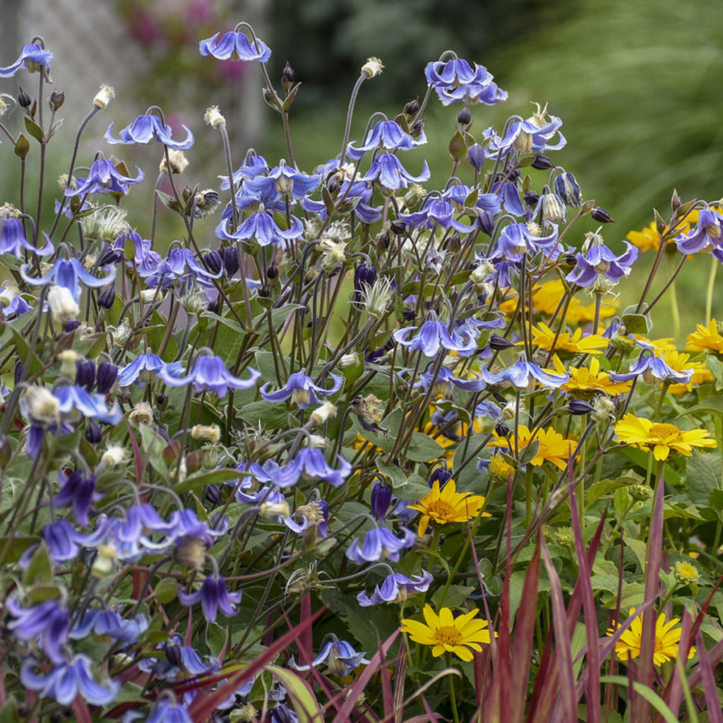 'Stand by Me' Clematis Order Online