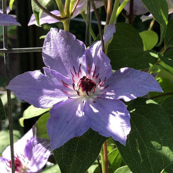 CLEMATIS STILL WATERS CLEMATIS