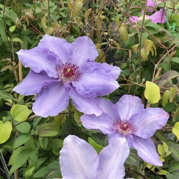 CLEMATIS STILL WATERS CLEMATIS