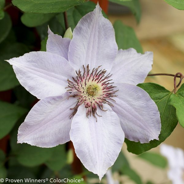 CLEMATIS STILL WATERS CLEMATIS