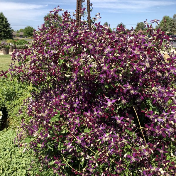 CLEMATIS SWEET SUMMER LOVE CLEMATIS