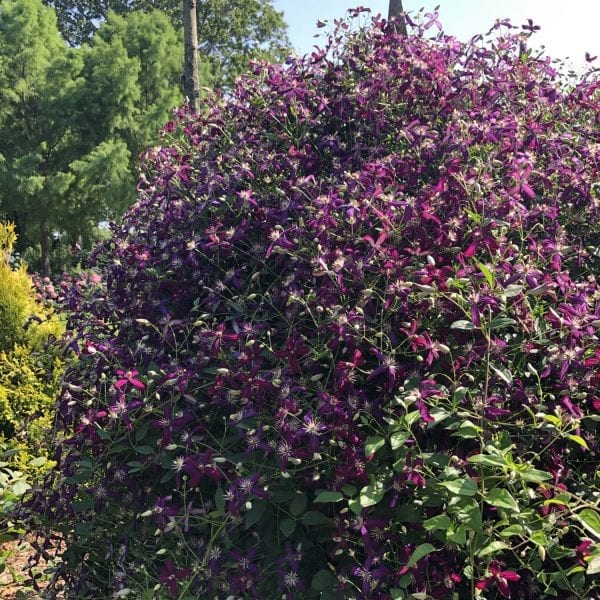 CLEMATIS SWEET SUMMER LOVE CLEMATIS