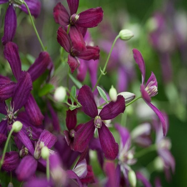 CLEMATIS SWEET SUMMER LOVE CLEMATIS