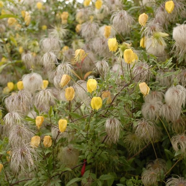 CLEMATIS TANGUTICA CLEMATIS