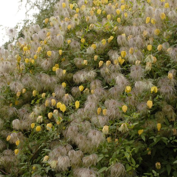 CLEMATIS TANGUTICA CLEMATIS