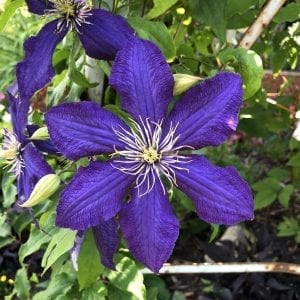 CLEMATIS THE PRESIDENT CLEMATIS