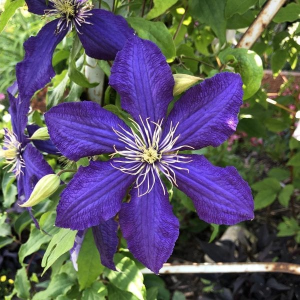 CLEMATIS THE PRESIDENT CLEMATIS