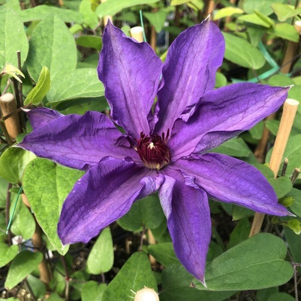 CLEMATIS THE PRESIDENT CLEMATIS