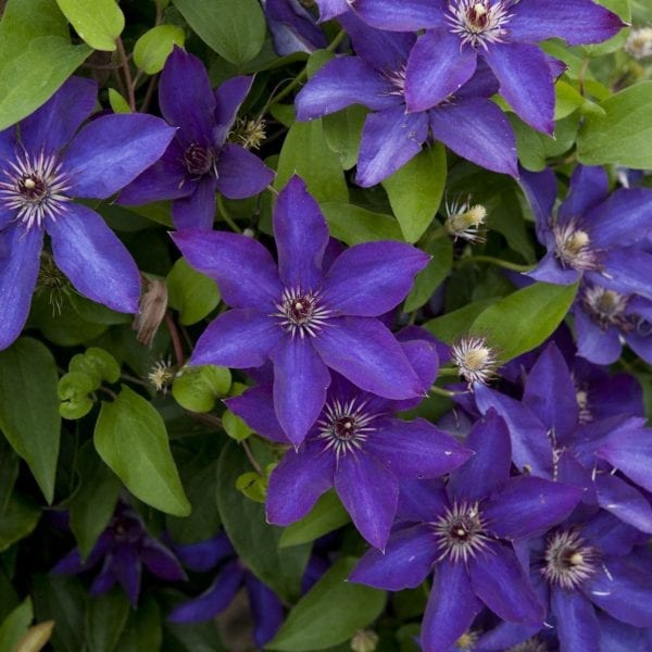 CLEMATIS THE PRESIDENT CLEMATIS