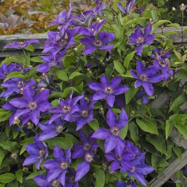 CLEMATIS THE PRESIDENT CLEMATIS