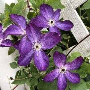 CLEMATIS VENOSA VIOLACEA CLEMATIS