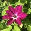 CLEMATIS VIVA POLONIA CLEMATIS