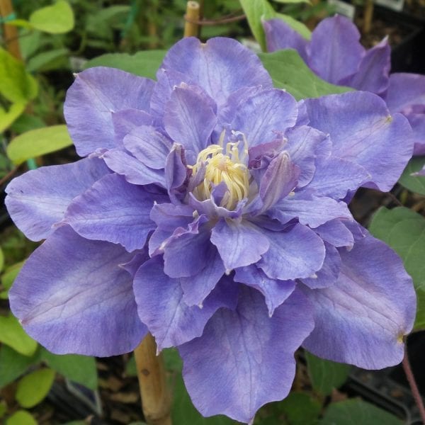 CLEMATIS VYVYAN PENNELL CLEMATIS