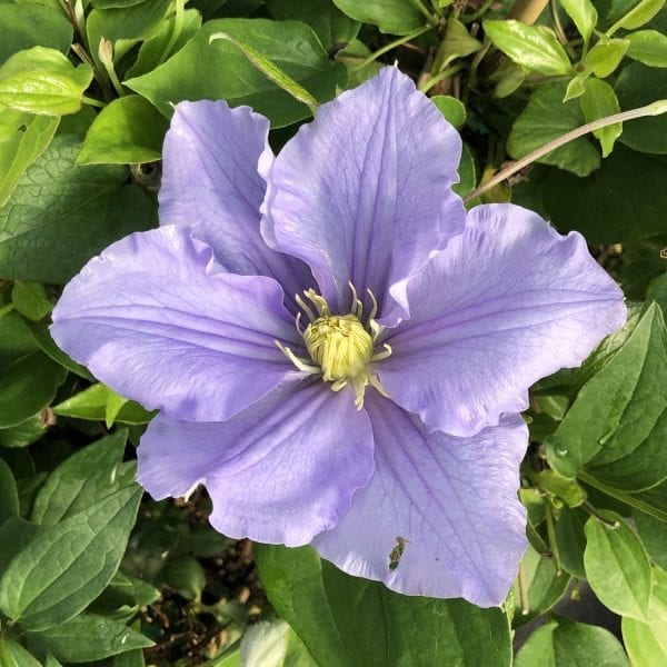 CLEMATIS WILL GOODWIN CLEMATIS