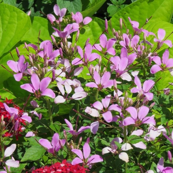 CLEOME PEQUENA ROSALITA SPIDER FLOWER