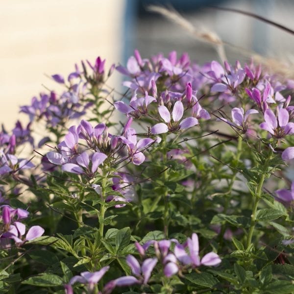 CLEOME PEQUENA ROSALITA SPIDER FLOWER