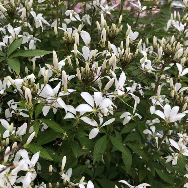 CLEOME SENORITA BLANCA SPIDER FLOWER