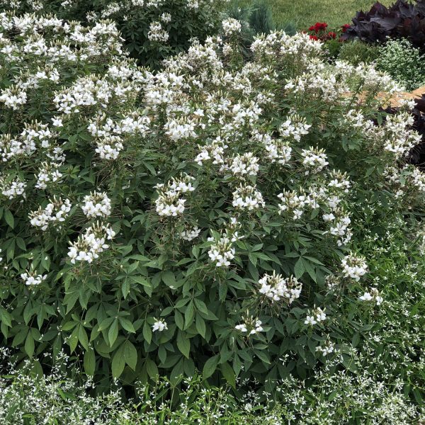 CLEOME SENORITA BLANCA SPIDER FLOWER