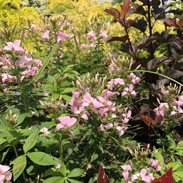 CLEOME SENORITA MI AMOR SPIDER FLOWER