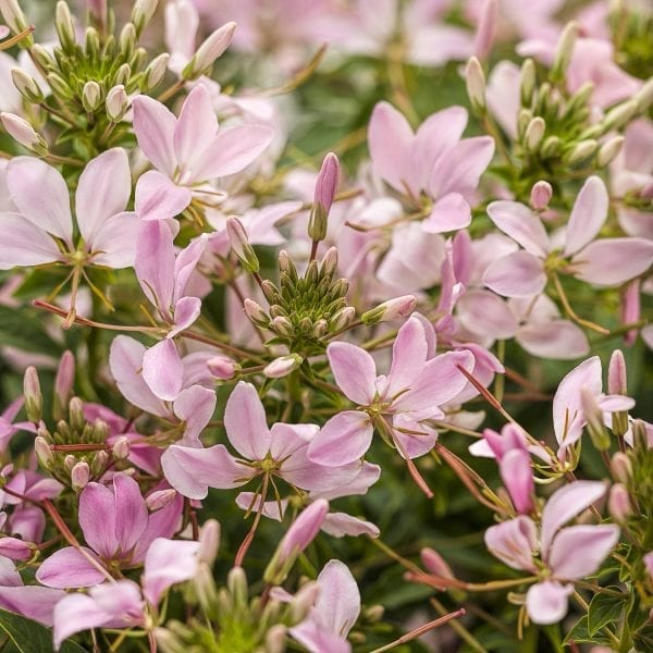 CLEOME SENORITA MI AMOR SPIDER FLOWER