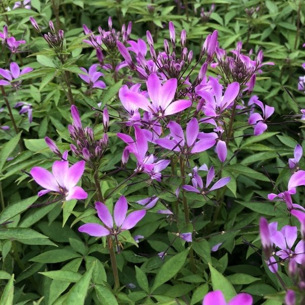 CLEOME SENORITA ROSALITA SPIDER FLOWER