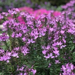 Cleome - Spider Flower