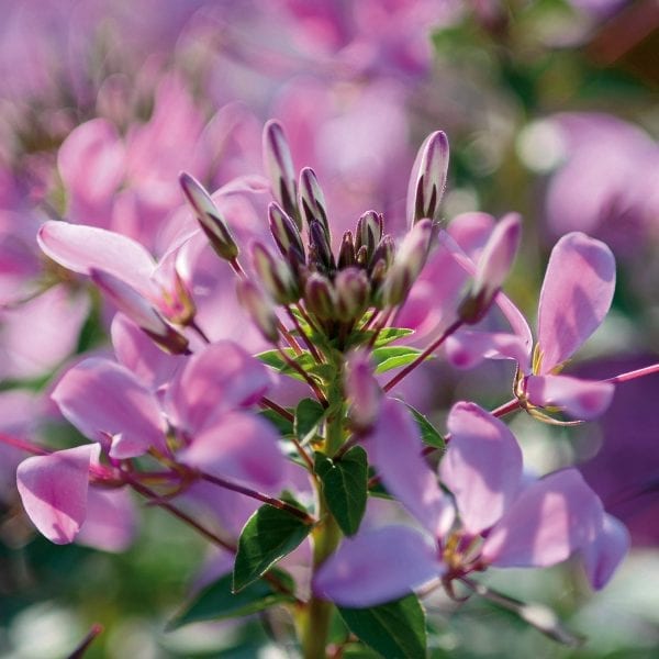 CLEOME SENORITA ROSALITA SPIDER FLOWER