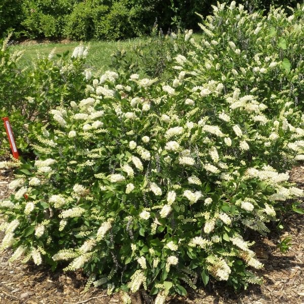 CLETHRA SUGARTINA CRYSTALINA SUMMERSWEET