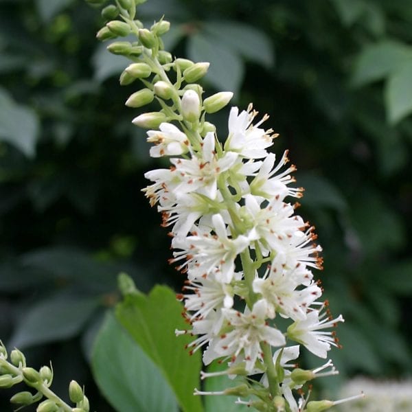 CLETHRA SUGARTINA CRYSTALINA SUMMERSWEET