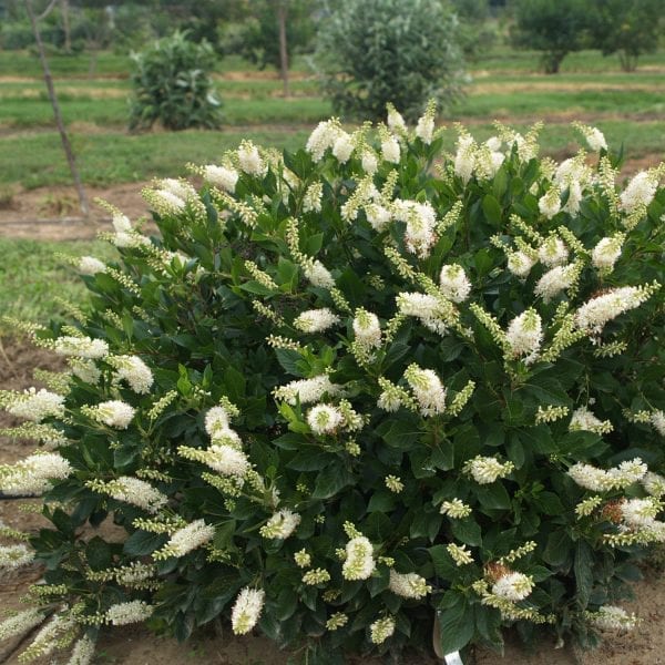 CLETHRA SUGARTINA CRYSTALINA SUMMERSWEET