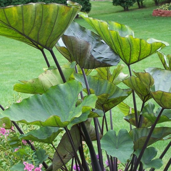 COLOCASIA COFFEE CUPS ELEPHANT EAR