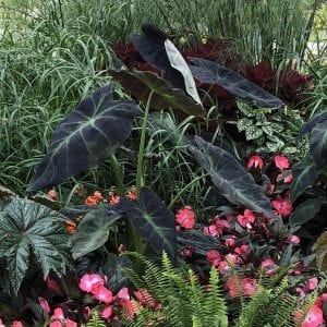 COLOCASIA ILLUSTRIS ELEPHANT EAR