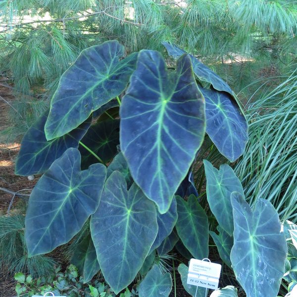 COLOCASIA ILLUSTRIS ELEPHANT EAR