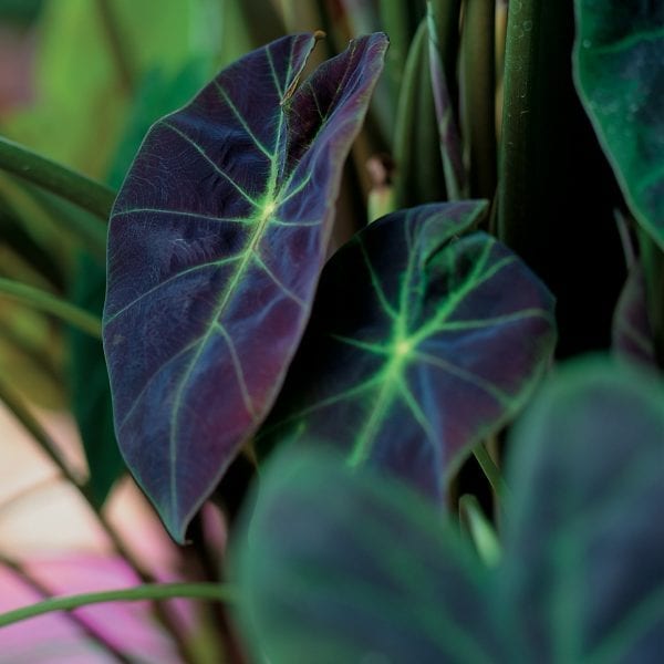 COLOCASIA ILLUSTRIS ELEPHANT EAR