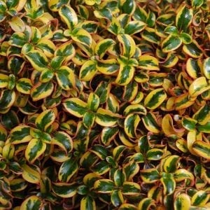 COPROSMA WAX WINGS GOLD MIRROR BUSH