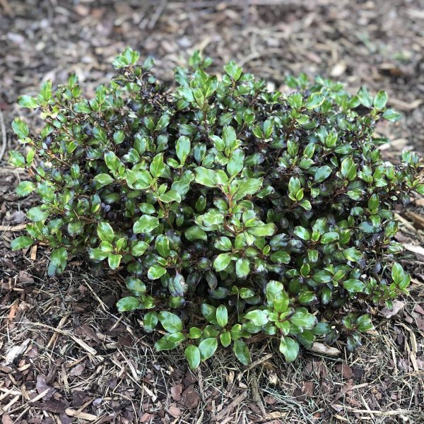 COPROSMA WAX WINGS LIME MIRROR BUSH