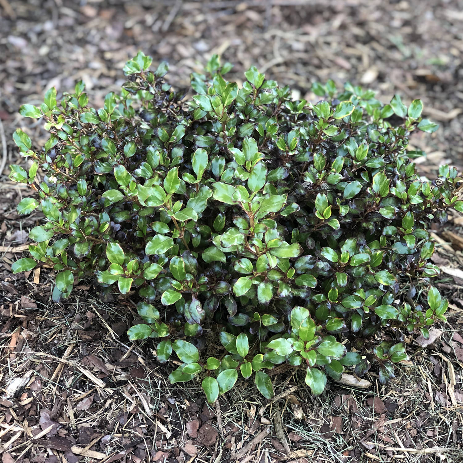 WAX WINGS™ Lime Coprosma Garden Crossings