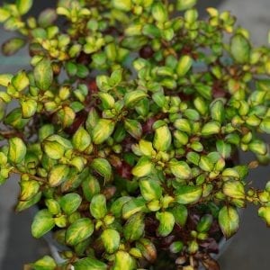 Mirror Bush - Coprosma