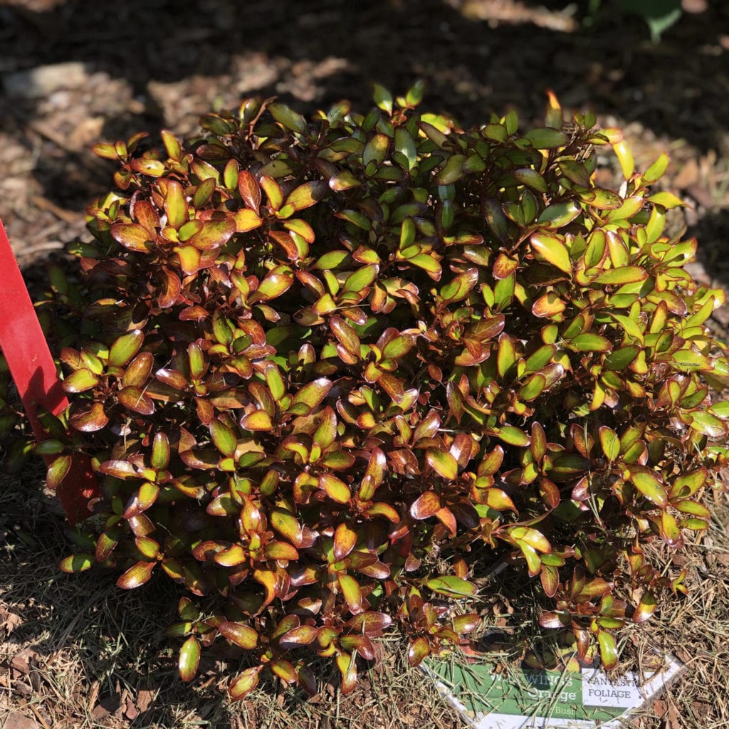 WAX WINGS™ Orange Coprosma Garden Crossings