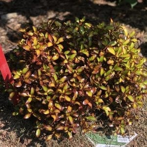 COPROSMA WAX WINGS ORANGE MIRROR BUSH