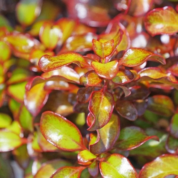 COPROSMA WAX WINGS ORANGE MIRROR BUSH