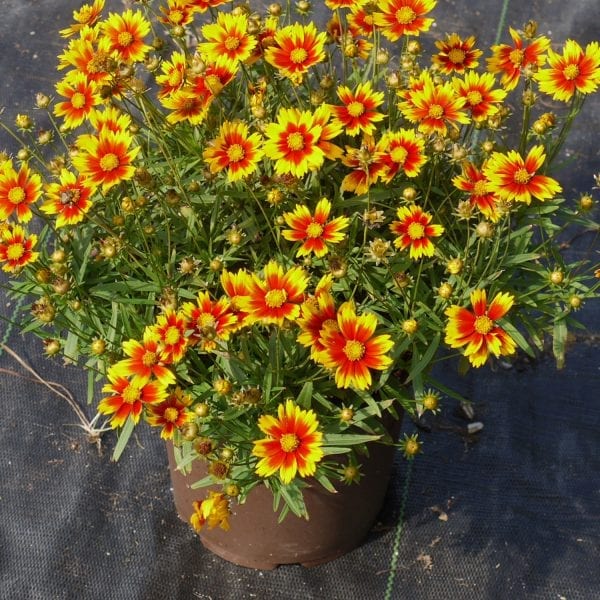COREOPSIS DAYBREAK LIL BANG TICKSEED