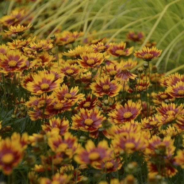 COREOPSIS DAYBREAK LIL BANG TICKSEED