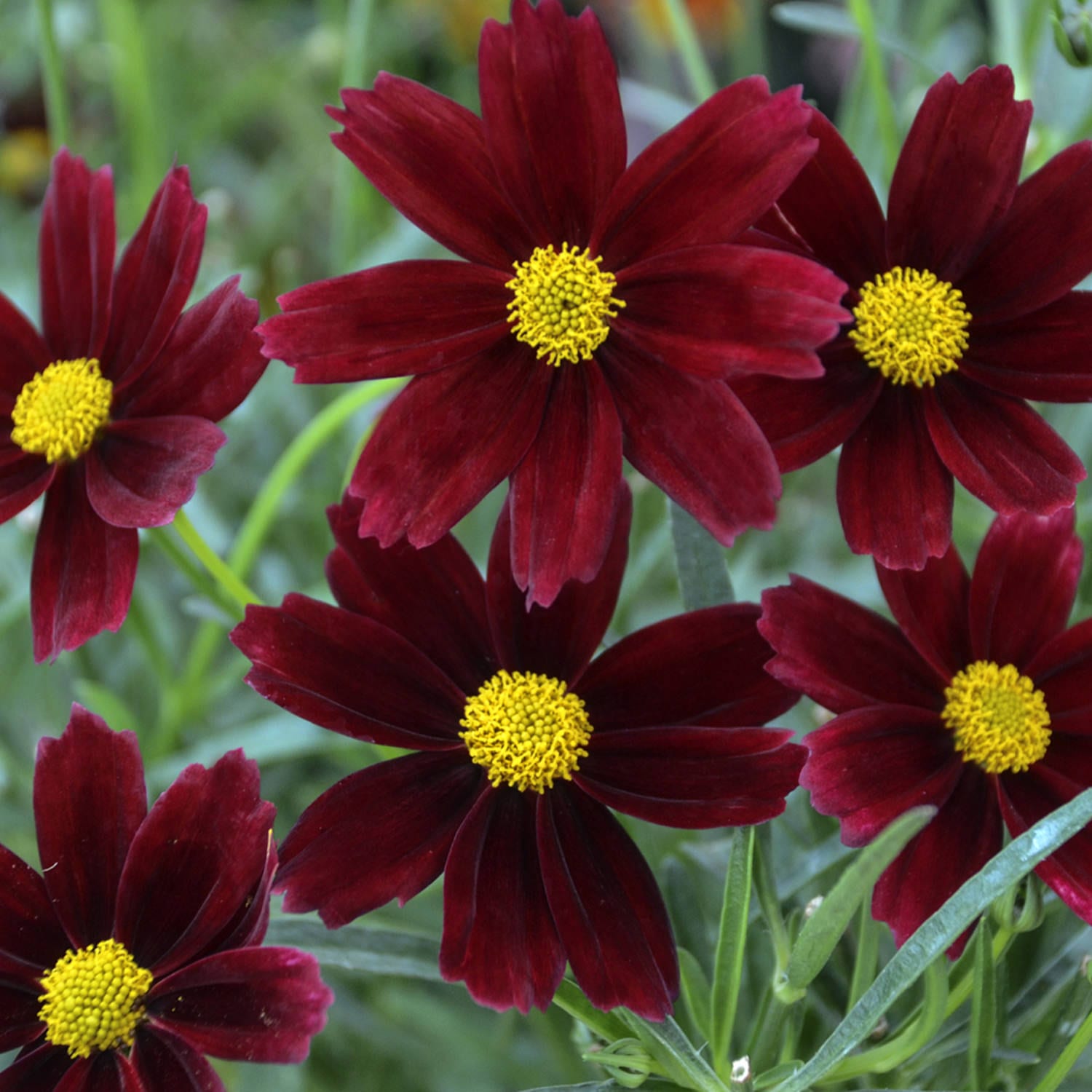 COREOPSIS RED ELF LIL BANG TICKSEED
