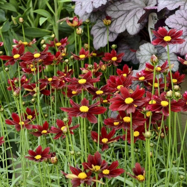 COREOPSIS RED ELF LIL BANG TICKSEED