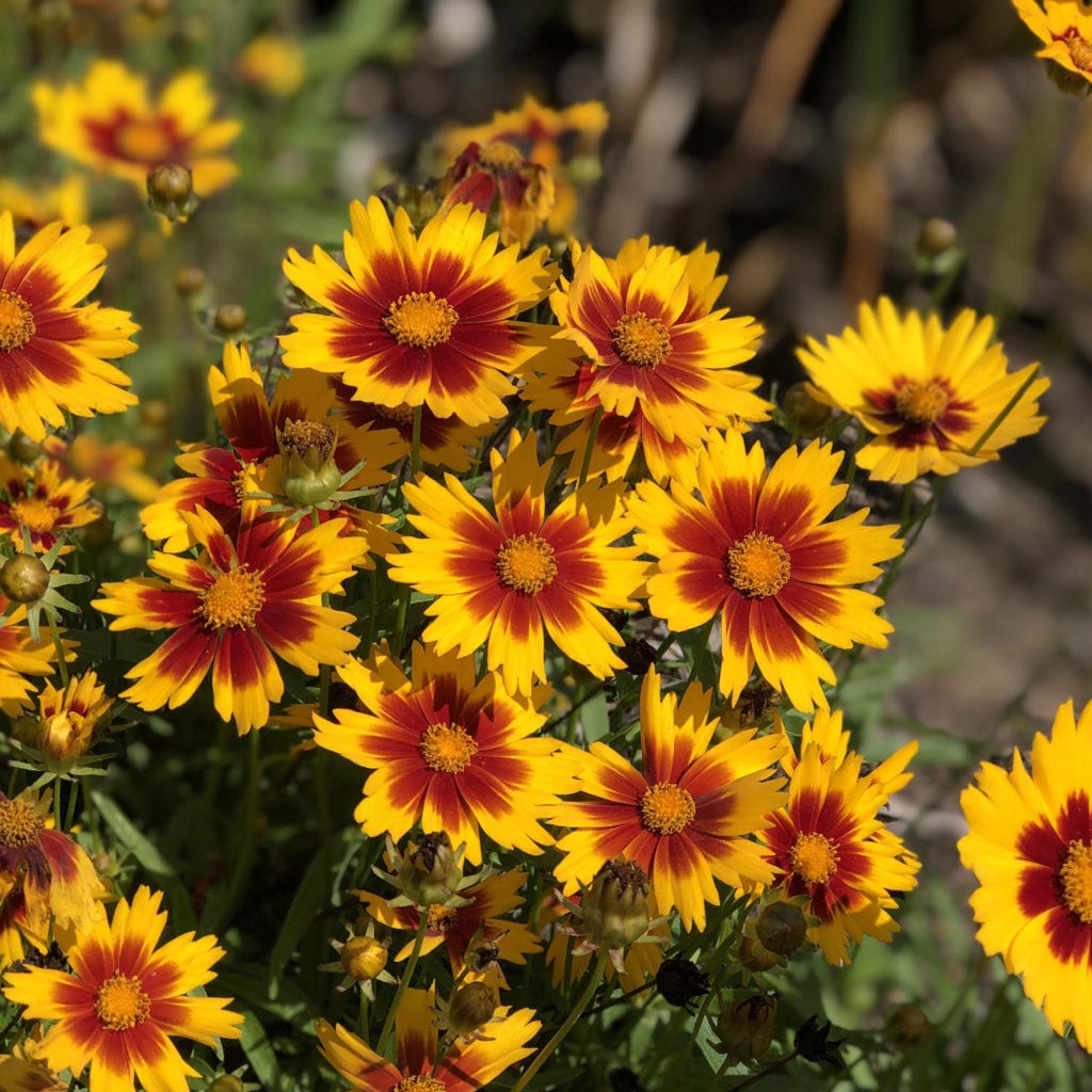 COREOPSIS UPTICK GOLD AND BRONZE TICKSEED