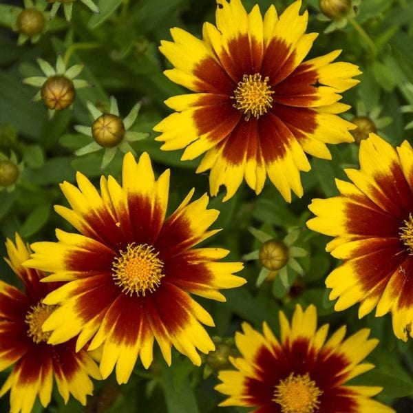 COREOPSIS UPTICK GOLD AND BRONZE TICKSEED