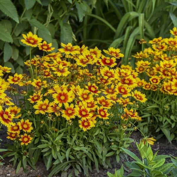 COREOPSIS UPTICK GOLD AND BRONZE TICKSEED